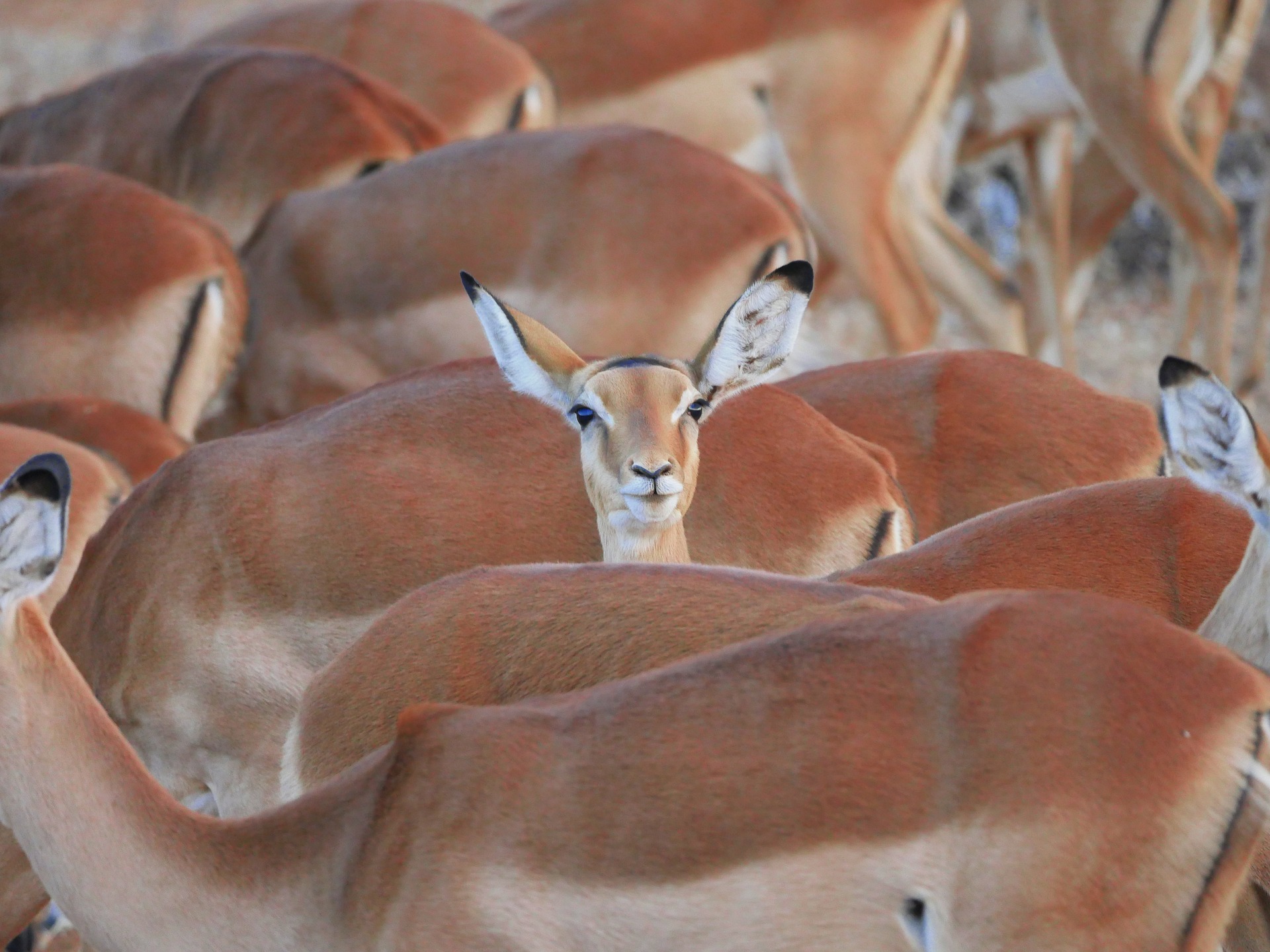 An impala in a herd