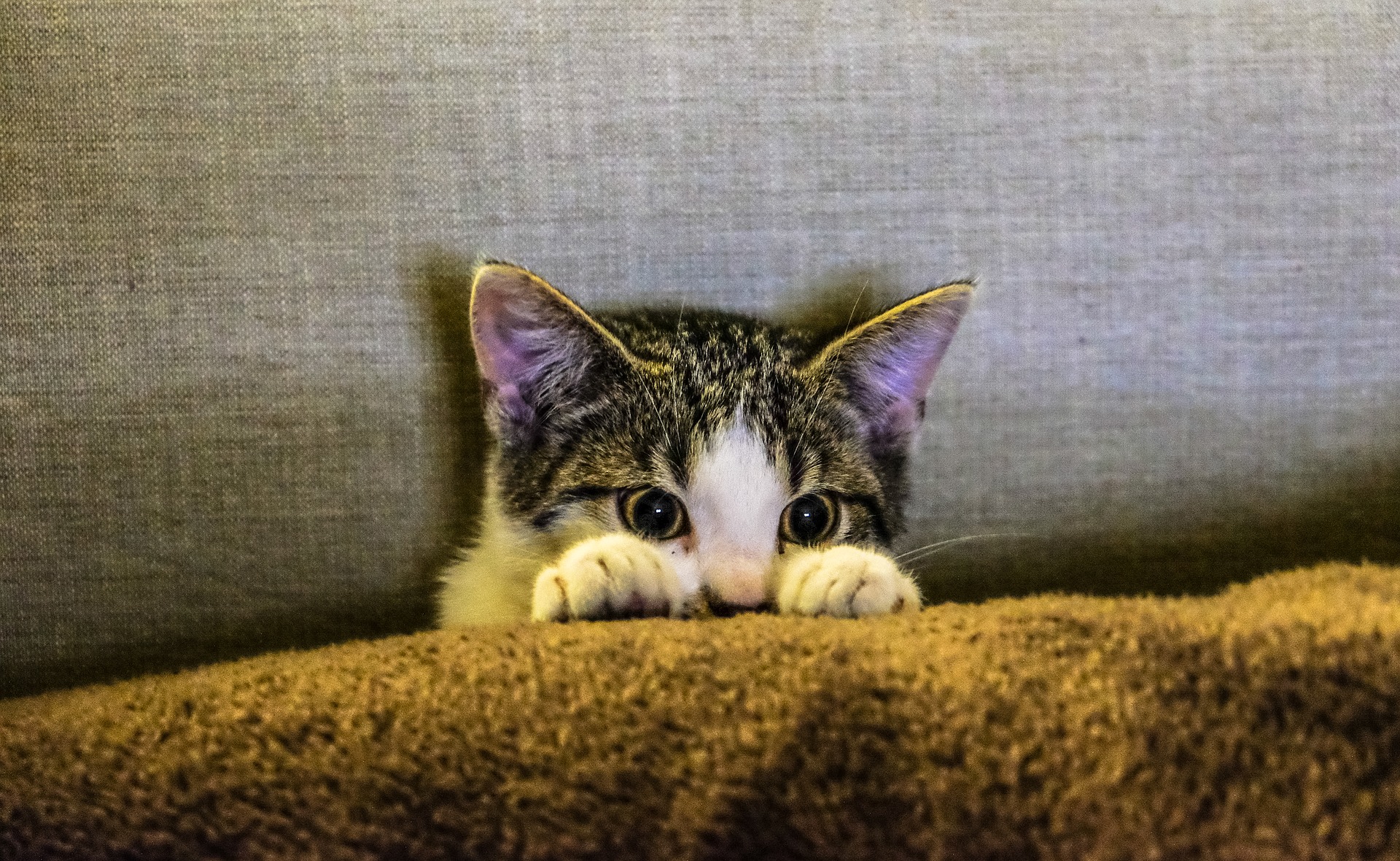Kitten hiding.